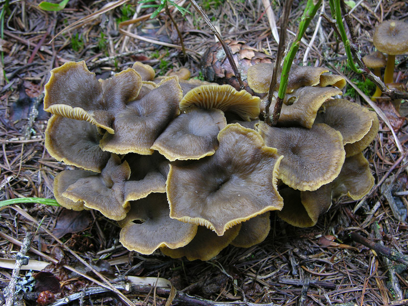 Finalmente qualche Cortinarius ed altro...